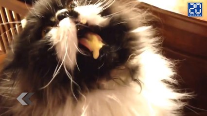 Un chat se prend un brainfreeze ! - Le rewind du lundi 2 mai 2016.