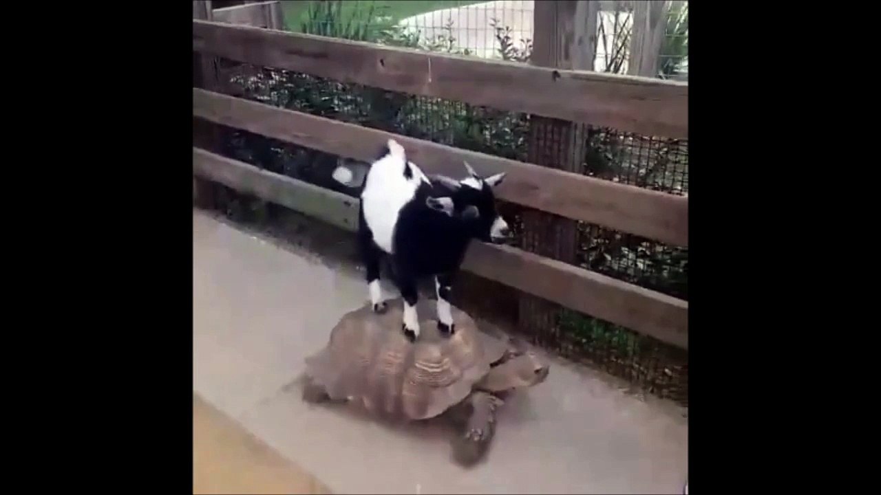 Une chèvre se tape une petite balade sur le dos de la tortue