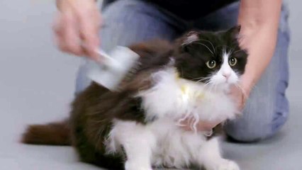 Cet accessoire va vous traduire le langage des chats en langue humaine