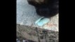 Ce chien mange un superbe papillon bleu posé sur une pierre