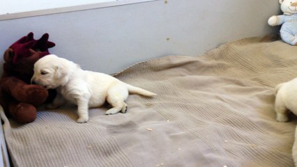 On a de la voix et on se tient sur nos quatre pattes ...IMG_1815[1]