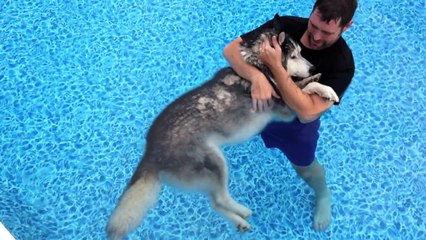 The Way This Owner Eases His Old Husky’s Aging Legs Into The Pool Is Too Sweet For Words