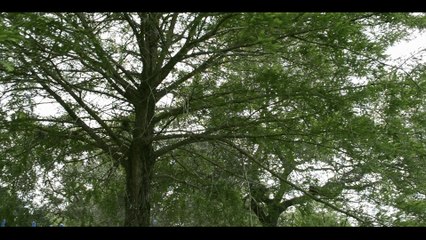 TBronz - A Dollar Bill