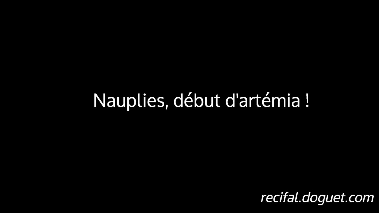 Nauplies, début d'artémia