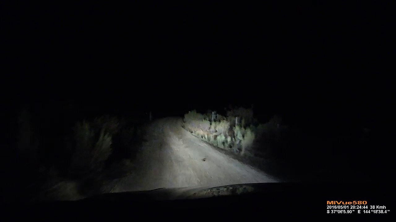 Un kangourou attaque une voiture