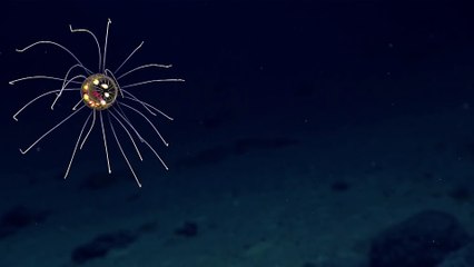 Une mini pieuvre colorée filmée à 3700m de profondeur dans l