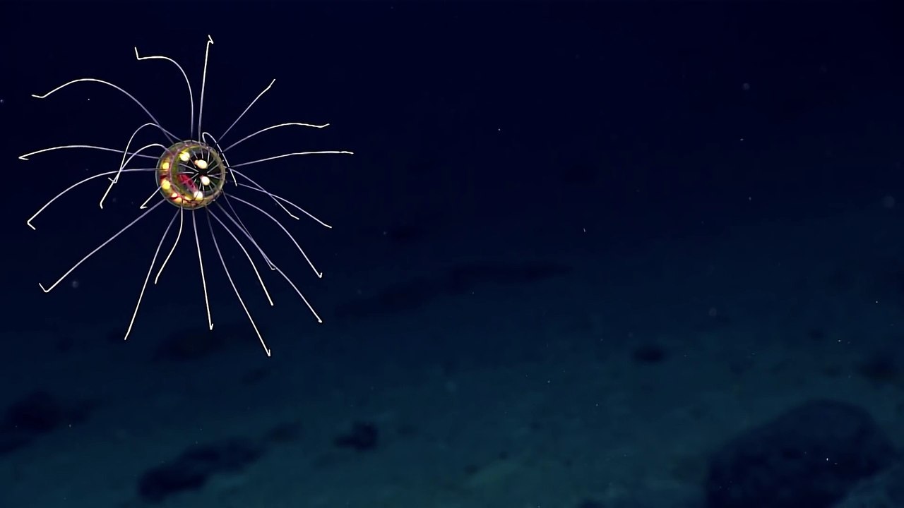 Une mini pieuvre colorée filmée à 3700m de profondeur dans l