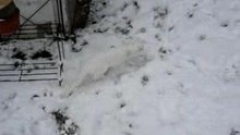 Wodan in the snow