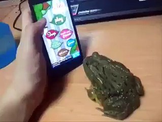 funny best videos in the worlds