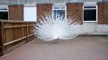 White Peacock Spreading its Beautiful Feathers