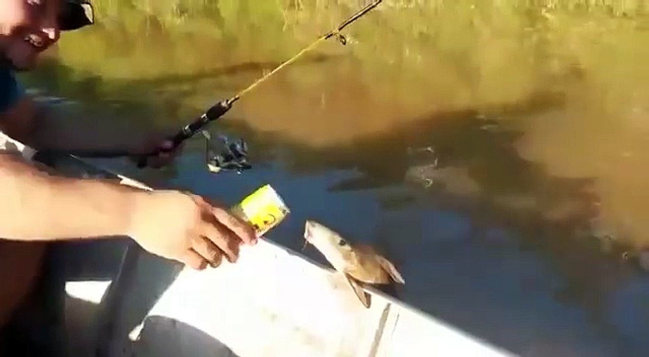 Un poisson boit de la bière au Brésil