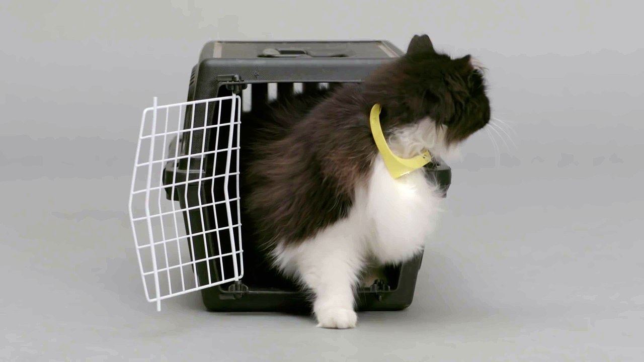 Le chat vous remercie parce que vous pouvez le comprendre