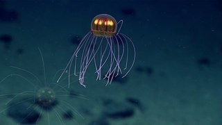 NOAA Captures Incredible Sparkling Jellyfish Footage 12,140 down!