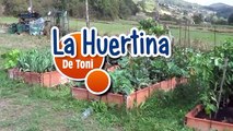 Como Germinar Una Semilla De Limon -- Experimentos -- La Huertina De Toni