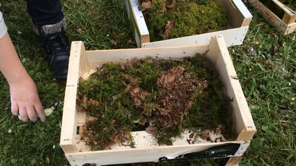 Graffiti végétal derrière les Urbanistes