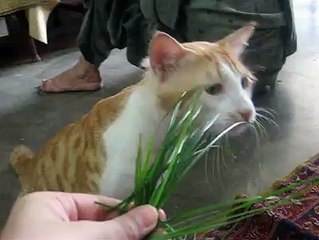 Cat is eating grass