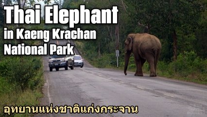 Thai Elephant in Kaeng Krachan National Park