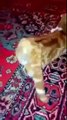 Чеченский прикол 2015 Научил кота танцевать лезгинку