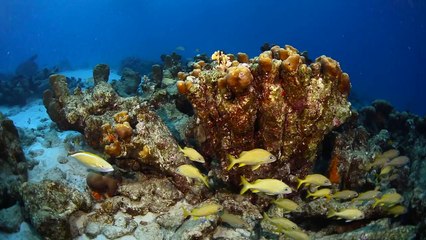 Become a Certified Scuba Diver with NAUI