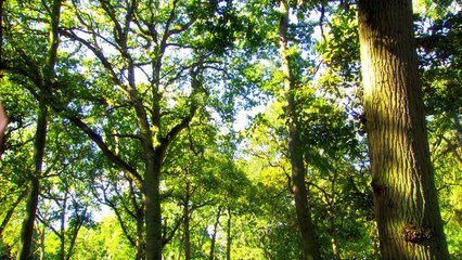 In the Night Garden – Ooo Brings the Ball Indoors