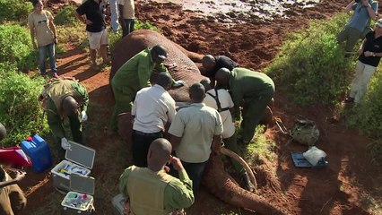 اطواق مع اجهزة لتحديد المواقع الجغرافية لتتبع الفيلة في كينيا