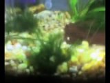 Acuario plantado |  Planted aquarium