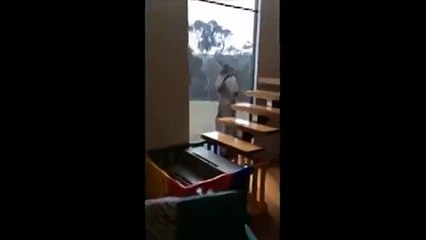 Esta es la reacción de un canguro al ver su reflejo