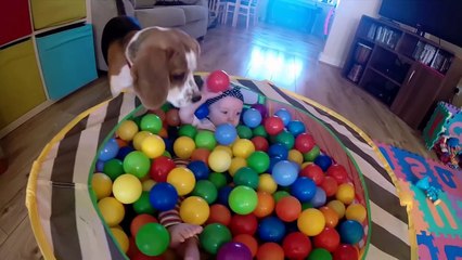 Ce beagle est le meilleur babysitter que nous avons jamais rencontré. Attendez de voir ce qu’il fait pour le bébé!