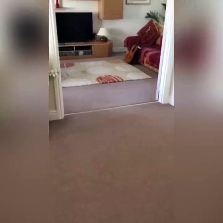 Après sept mois d'absence, ce chien retrouve sa propriétaire. Sa réaction n'a pas de prix!