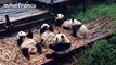 Cute pandas playing on the slide