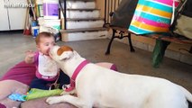 Funny And Cute Pitbull Dogs Love Babies Compilation 2015 Cute Dogs And Adorable Babies