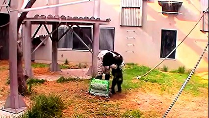 Nature Documentary 2016 | Most Genius Animal in the World - National Geographic Animals 2016