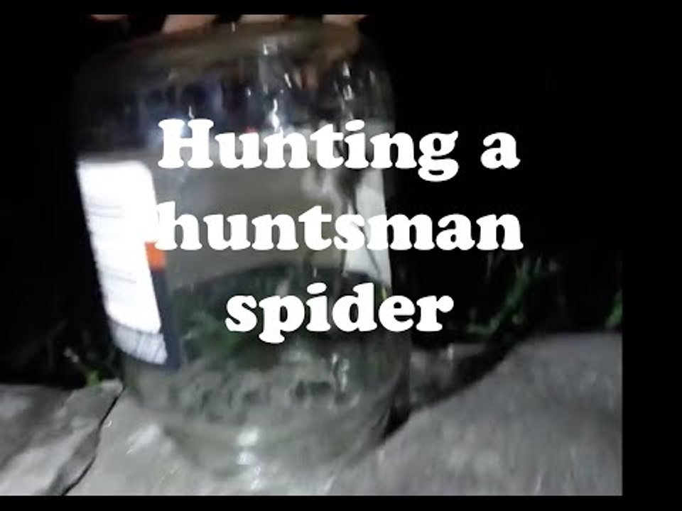Couple Remove Huge Spider From Their Bedroom With Great Difficulty