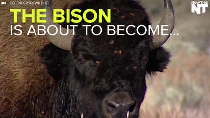 The Bison Will Soon Be America's National Mammal