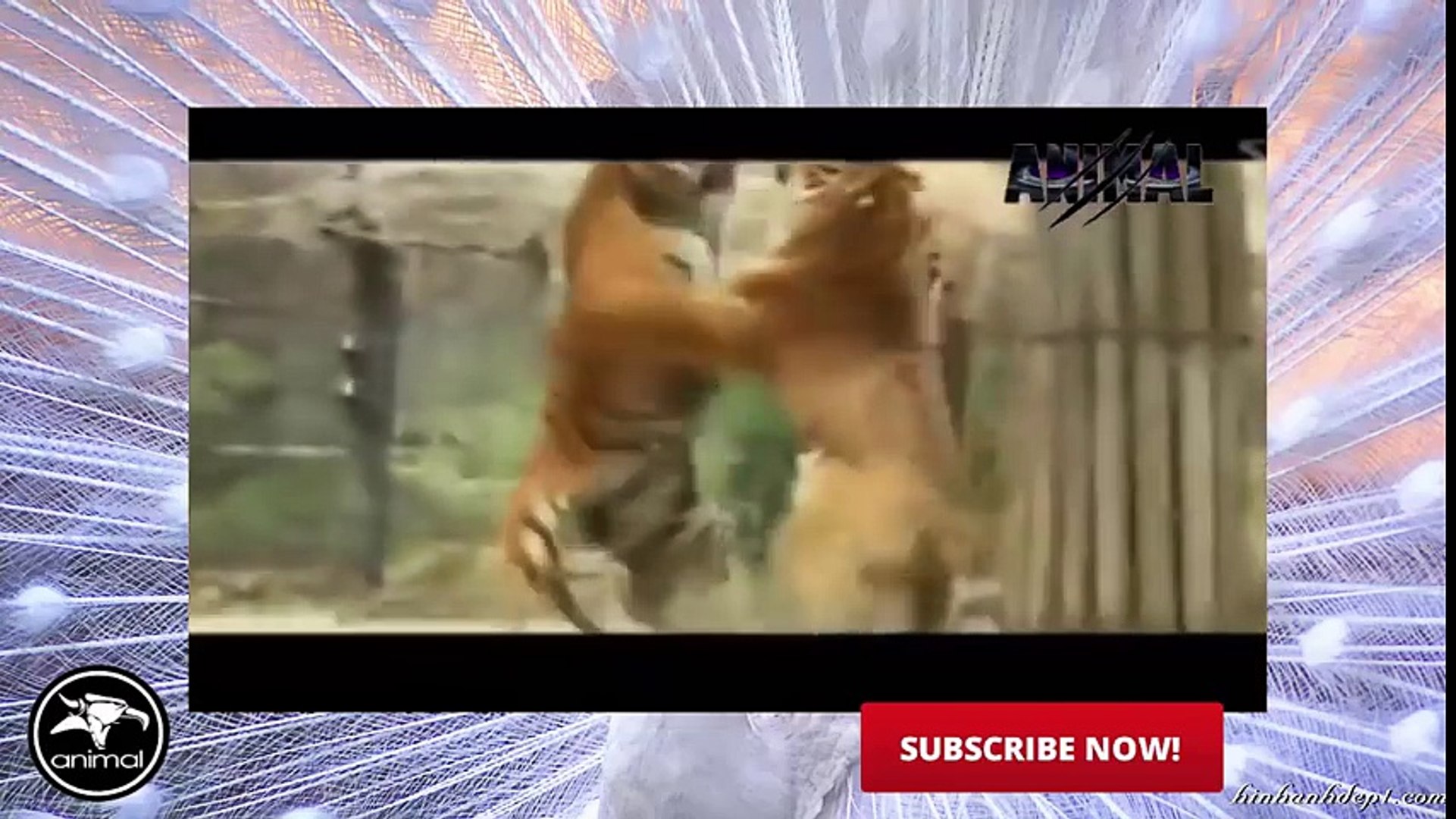 ⁣Tiger Attack Animal Planet   Tiger Attack on Animals   Tiger Attack Documentary 2016