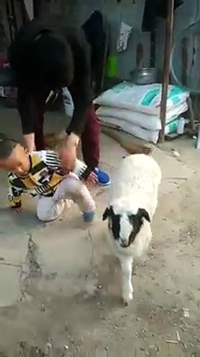 boyAnd sheep