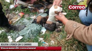 RESCATAN A PERRITA CON 12 CACHORROS