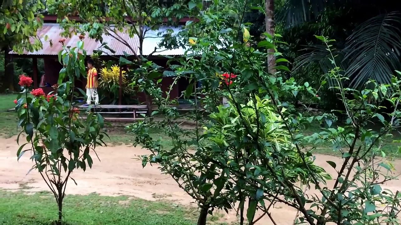 Un drôle d'animal de compagnie. Tamen Negara. Malaisie