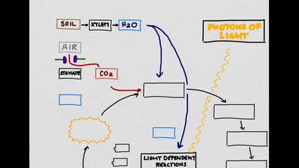 Photosynthesis 5 Light Independent Reactions