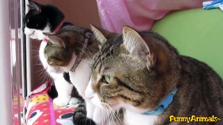 Best Funny Animals Compilation - Cute Videos Cats Dogs Parrot 2016 HD