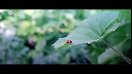 Minuscule_ Valley of the Lost Ants Official International Trailer #1 (2016)  HD