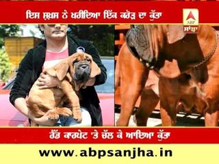 Korean mastiff, dog worth Rs 1 crore comes to India!