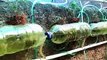 Cara menanam Hidroponik di Botol Plastik bekas