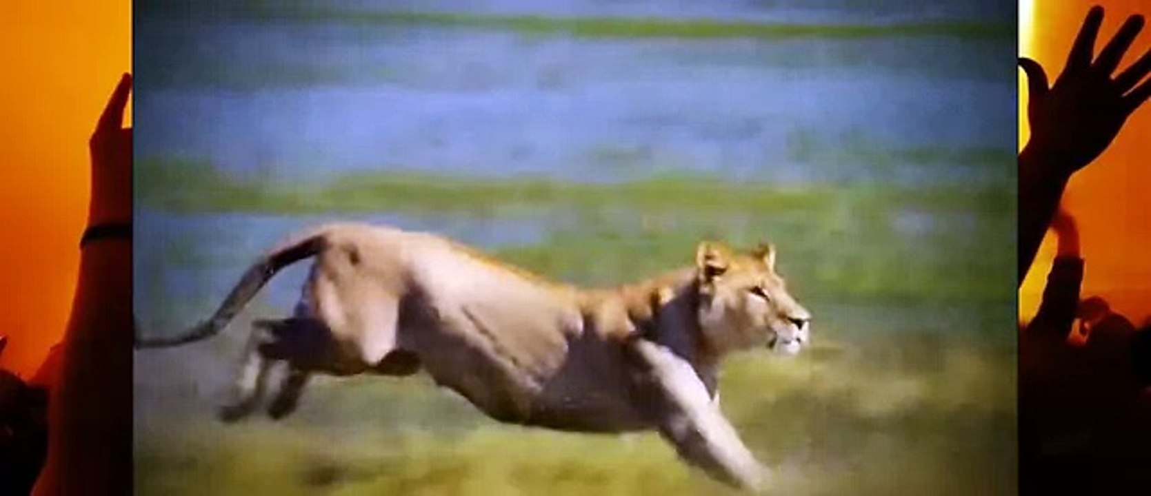 Wildlife Documentary - The Rise of Black Wolf (National Geographic)