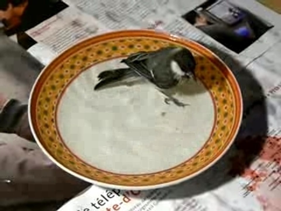 Papatte
