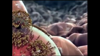 Médicos se reúnem nos Estados Unidos para discutir zika vírus