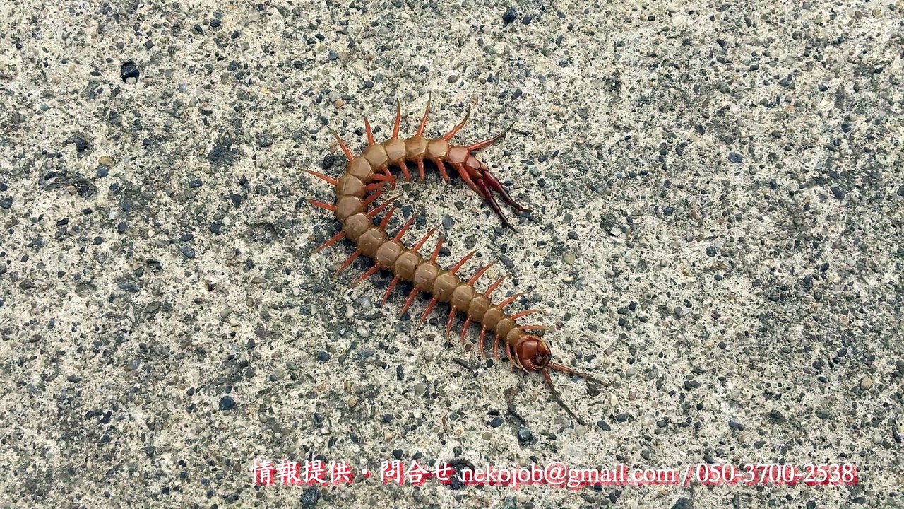 巨大ムカデ