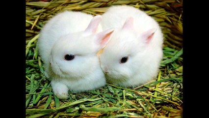1 Minik,2 minik,3 mini mini minik tavşan Çocuk Şarkısı