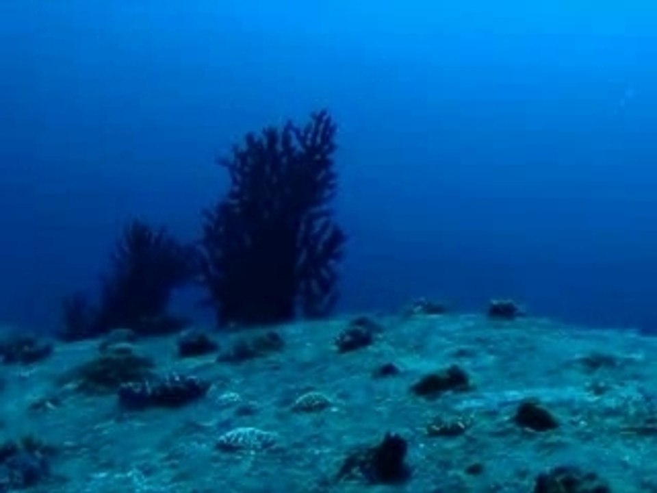 ROCHE BALEINE
