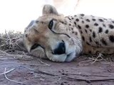 Ils placent cette caméra près d'un guépard endormi. Tendez bien l'oreille !